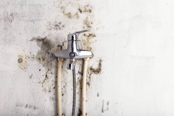 Best Black Mold Remediation in Pacolet, SC
